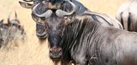 African Safari WIlderbeest